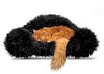 Beetle Pet Sofa Black