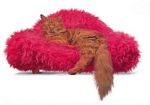 Beetle Pet Sofa Hot Pink