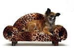 Jaguar Loveseat