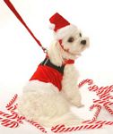 Velvet Santa Claus