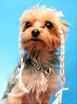 Buddy Braids Clip-On Wig