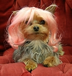 Doll Face Dog Wig