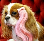 Pink Panther Clip-On Wig