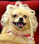 Yappy Hour with Buddy Braids Dog Wig
