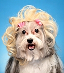 Yappy Hour Dog Wig