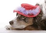 Fabulous Feathers Hat
