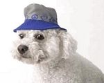 Peace Love and Fire Hydrants Hat Gray