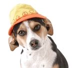 Peace Love and Fire Hydrants Hat Yellow